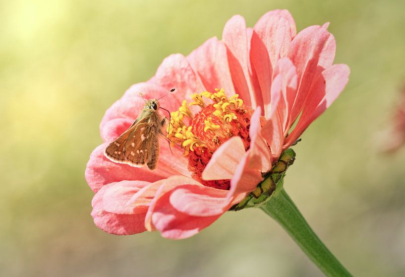 Summer pastel colours by Lisa Bouwman