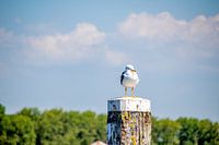 Möwe auf einem Pfahl – Ein Moment der Gelassenheit