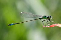 Groene libelle lantaarn op een rood blaadje