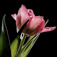 Roze tulp