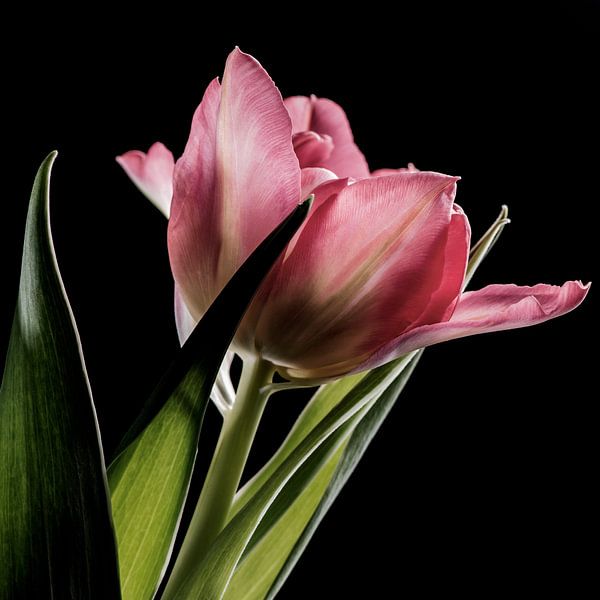 Roze tulp by MirjamCornelissen - Fotografie