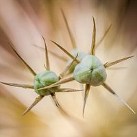 UFO: Unidentified Flora Object