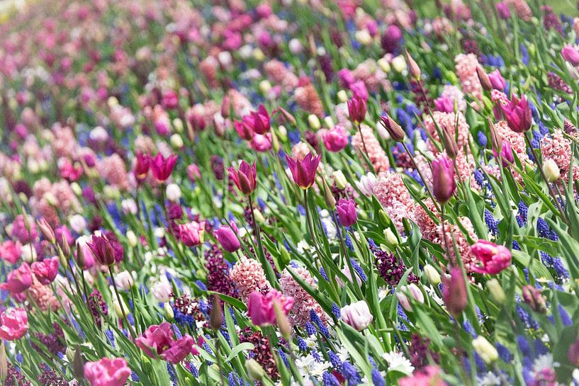 Blumenweide von Gerda Hoogerwerf