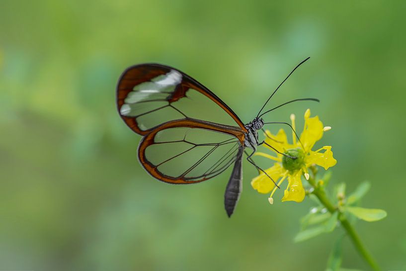 Glasflügler Schmetterling - Glasflügler Schmetterling von Albert Beukhof