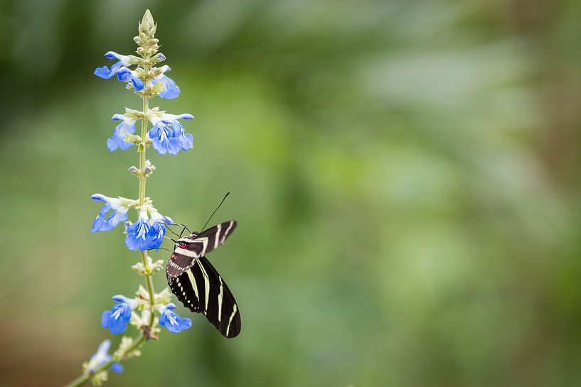 Zebra longwing butterfly on a Delphinium Flower by Thijs van den Broek