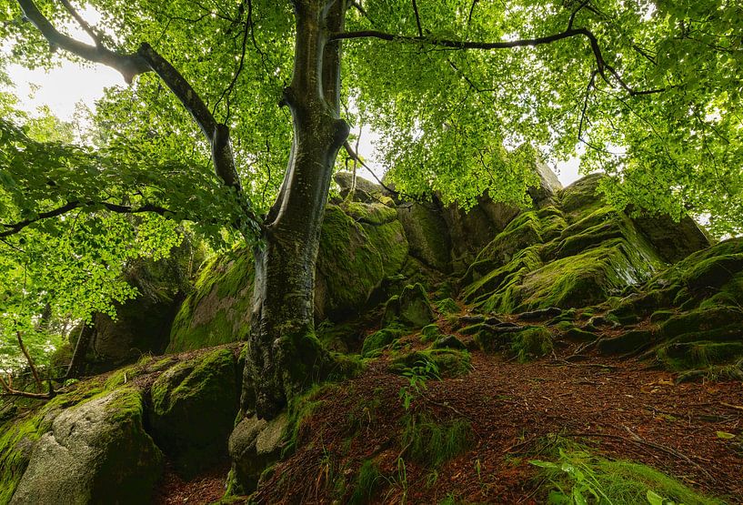 Dominante Buche von Anselm Ziegler Photography