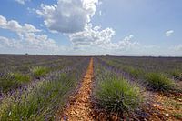 Lavendelfeld in Südfrankreich mit schönem, bewölktem Himmel.