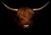 Highlander écossais