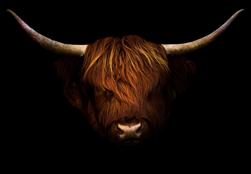 Schottischer Highlander von Lisa Antoinette Photography