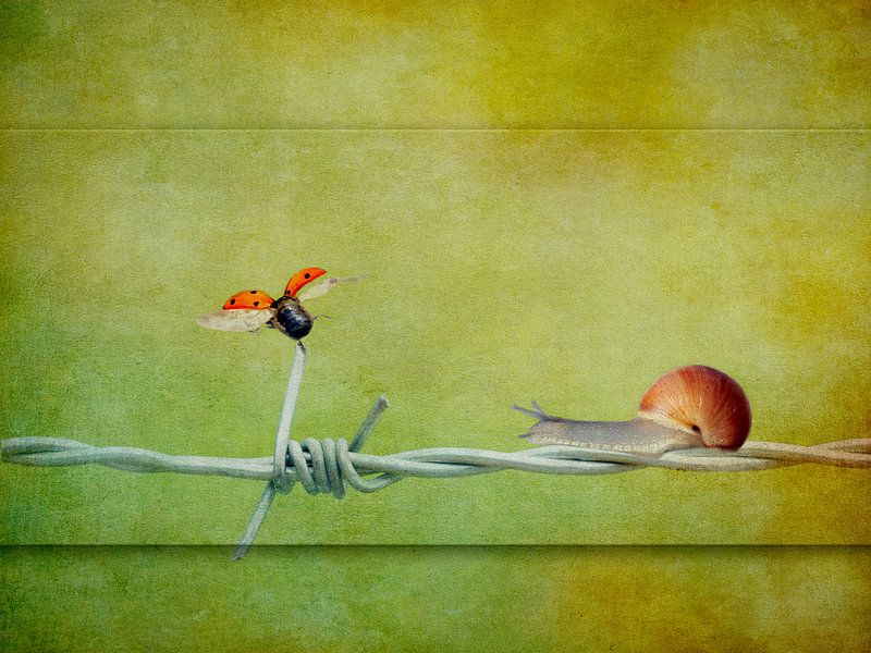 Glückskäfer 36 par Heike Hultsch