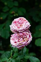 Zwei fast völlig verwelkte rosa Rosen