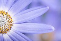 Gros plan d'une demi-fleur de lilas pourpre