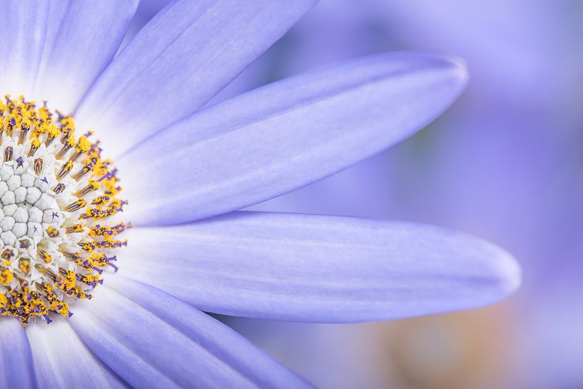 Gros plan d'une demi-fleur de lilas pourpre par Marjolijn van den Berg