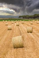 Balles de foin dans la lumière du soir