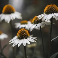 Le pouvoir des fleurs