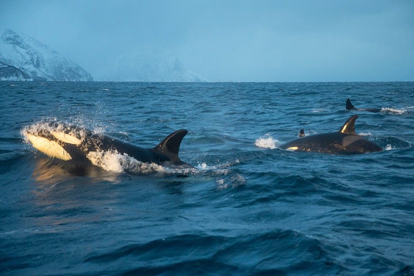 Orca von Merijn Loch