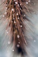 Nahaufnahme von Wassertropfen auf einer Grasfahne