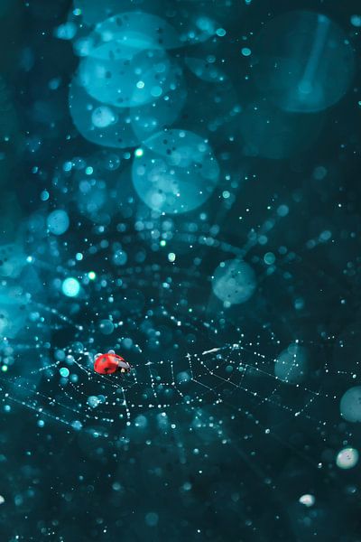 Photo macro d'une coccinelle dans une toile d'araignée avec des gouttes de rosée - Art de la nature pour votre intérieur par Elianne van Turennout