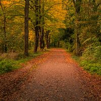 Waldweg im Herbst