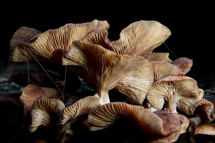 mushrooms by Klaartje Majoor