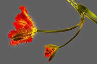 Die minimalistische Schönheit einer einzelnen roten Tulpe B auf grau