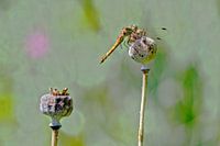 Mohnzwiebeln mit Libelle