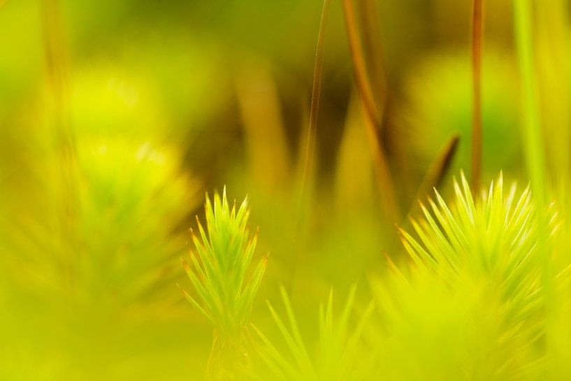 Mousse par Greetje van Son