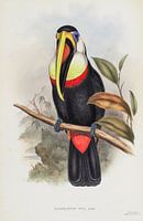 Tukan, John Gould