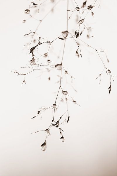 Fragile par Teuni's Dreams of Reality