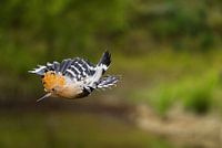 Deze hop is een echte stuntpiloot