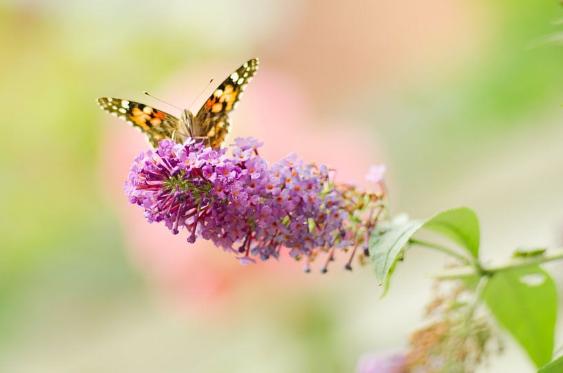goldfinch by Aimé de Clercq