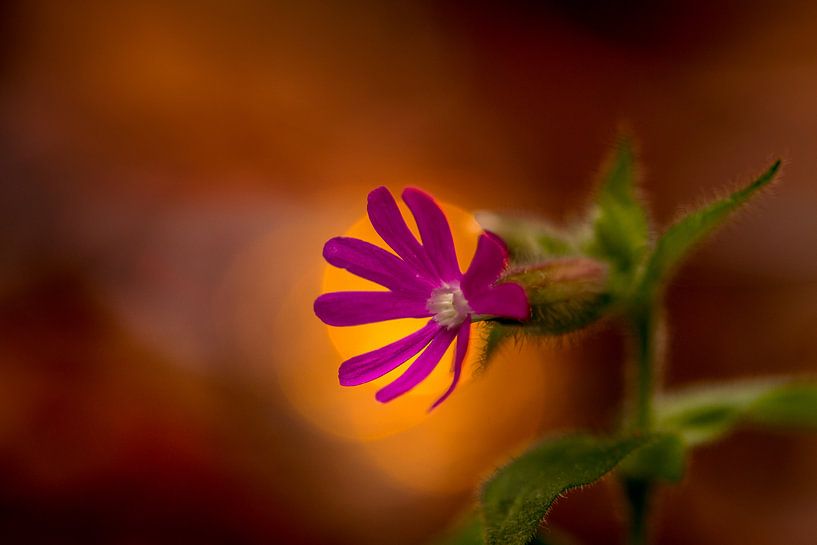 Tag Kuckucksblume von peterheinspictures