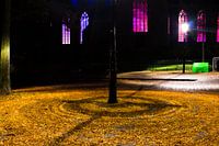 Blad in de spotlight