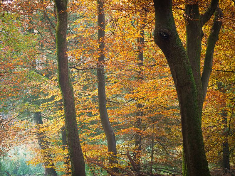 Colours of Autumn by Niels Eric Fotografie