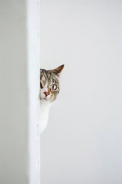 Neugierige Katze von Poster Art Shop