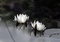 Waterlilies
