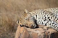 Léopard | Afrique du Sud | Parc Kruger