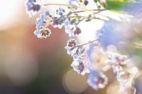 Vergeet mij niet plantje