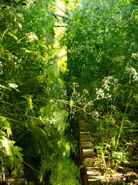 Flötenkraut entlang des Baches von Willemijn Wolthaus