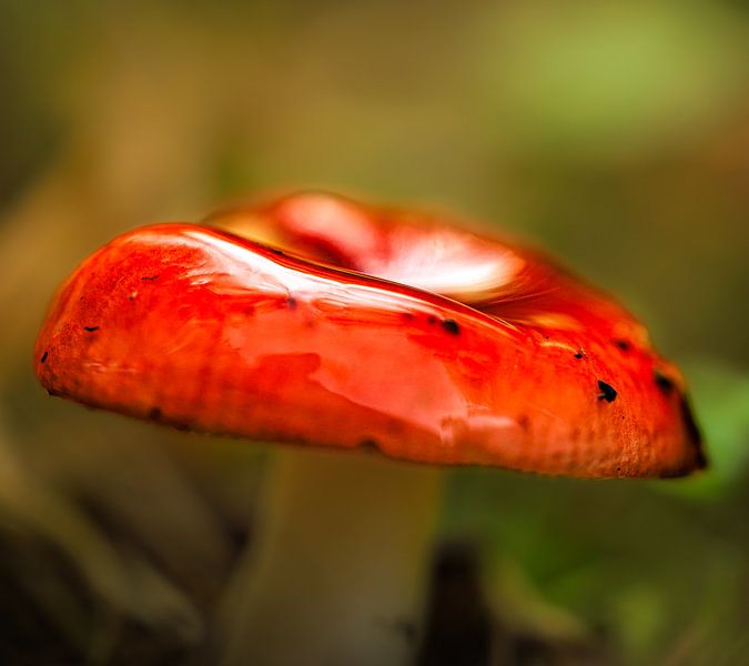 Red Mushroom. by Trudiefotografie