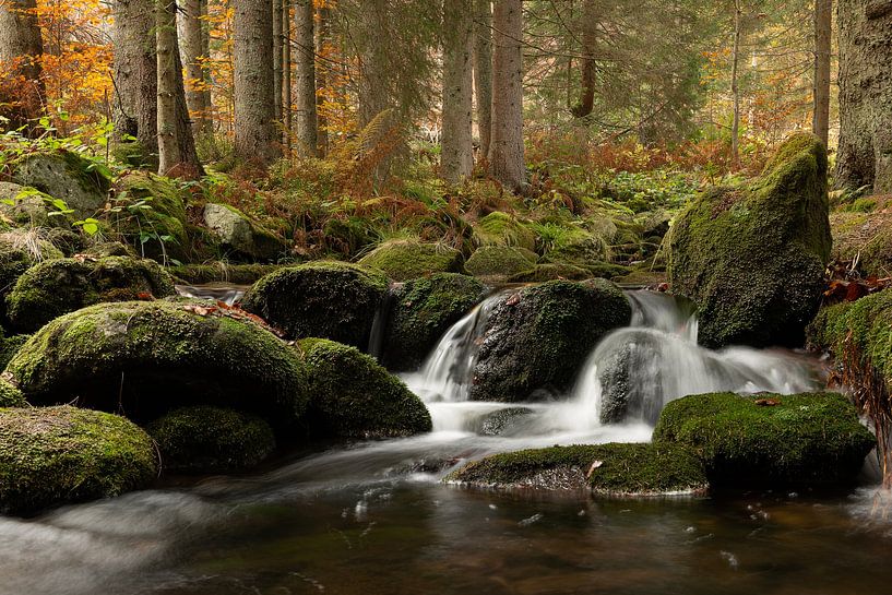 Herbstwald von Elles Rijsdijk