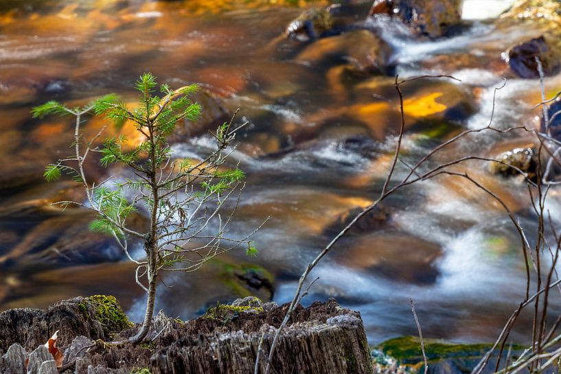 at the beginning of my journey by Greet Thijs