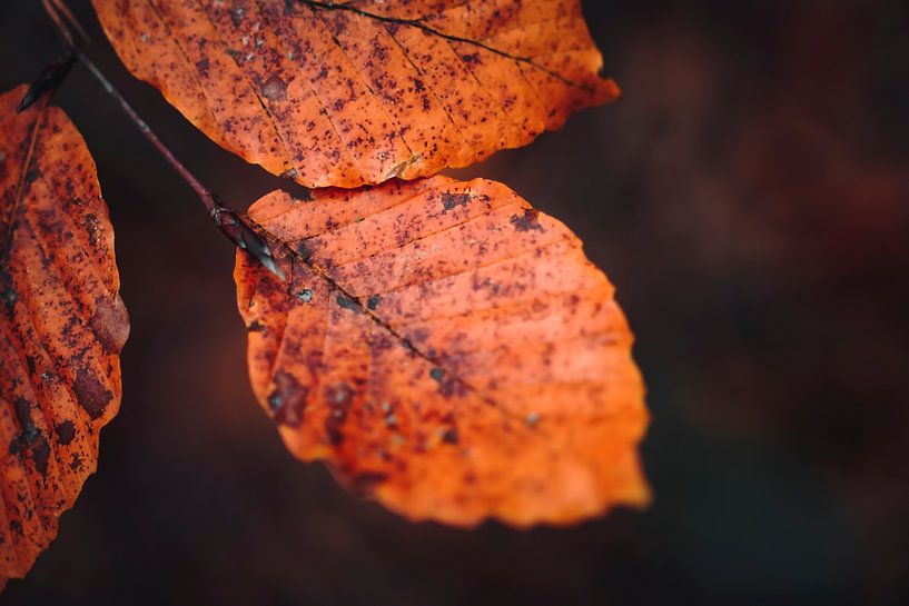 Gros plan sur des feuilles d'automne orange | Photographie de nature, Breda par Merlijn Arina Photography