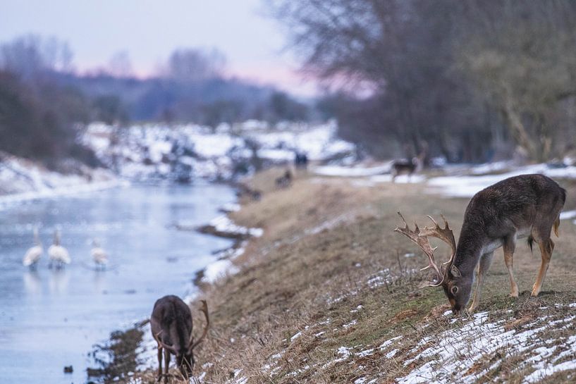 Damhirsch mit Geweih im Schnee von Anne Zwagers