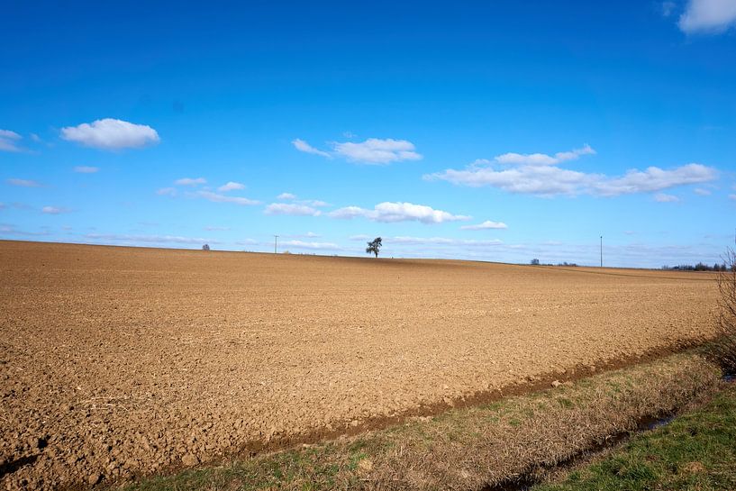 Panoramablick auf Weizenfelder unter blauem Himmel von creativcontent