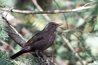 Merle noir sur une branche moussue dans la forêt