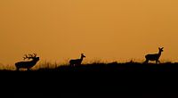 Oestrus de cerf au coucher du soleil
