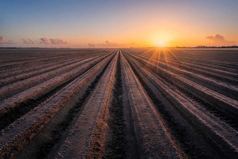 Feld in Flevoland | Kartoffelkämme bei Sonnenaufgang | Ackerland von Marijn Alons