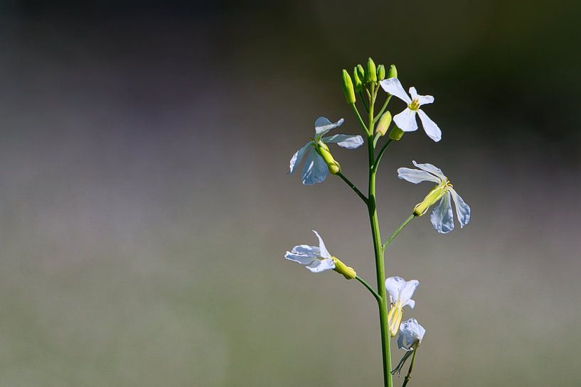 Weisse Blüten von Raphael Kipfer