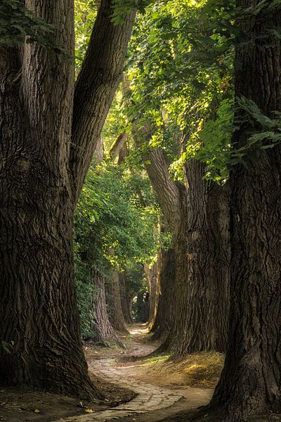 Sommerfreude von Martin Podt